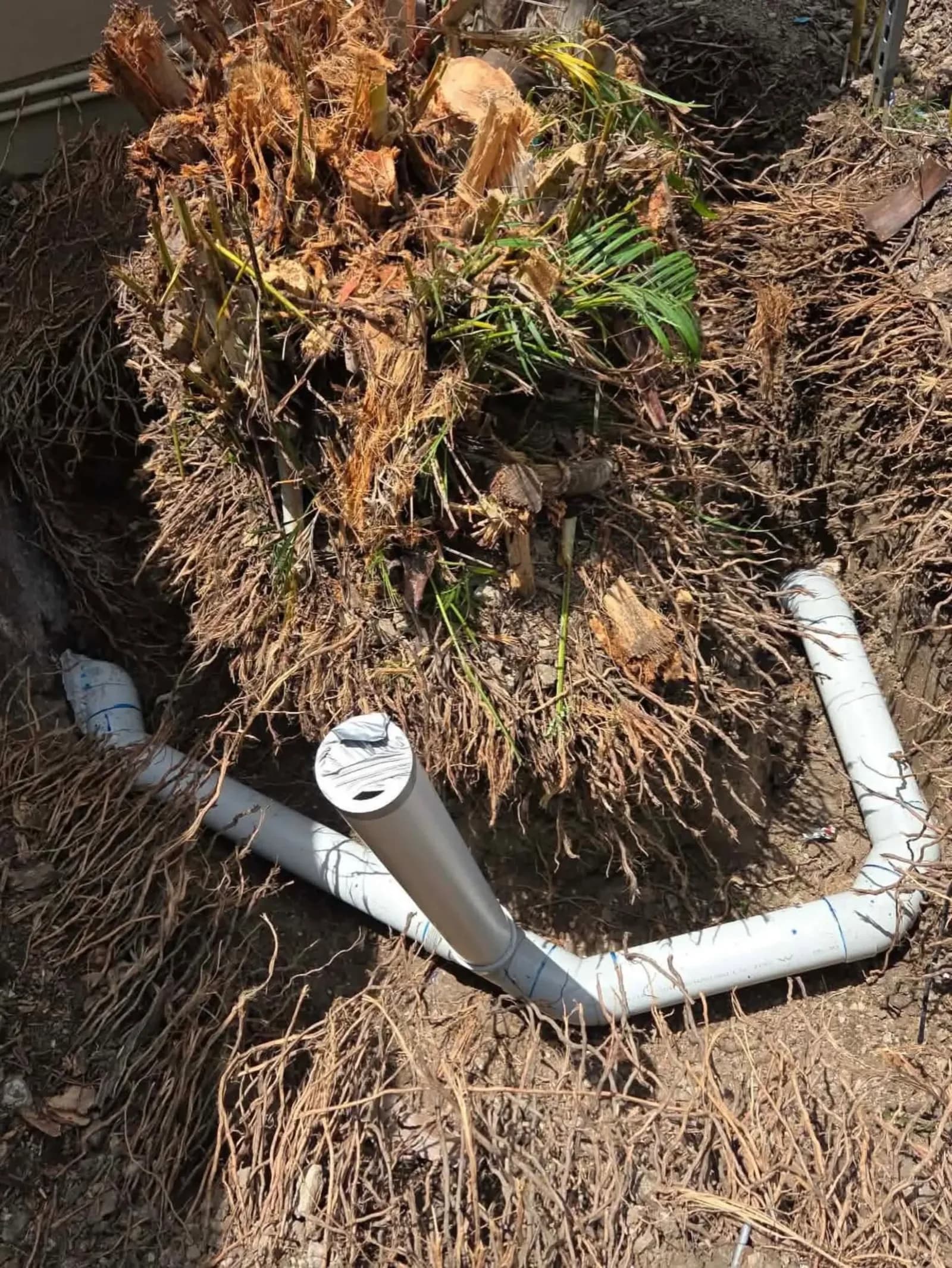 Drain pipe dug out from under a tangle of tree roots